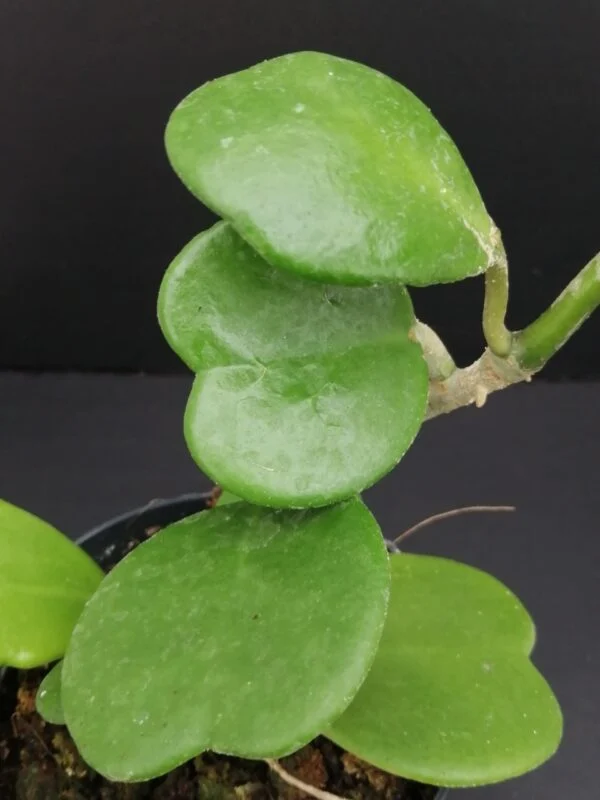 Hoya kerrii, Craib, pianta da interno