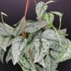 Scindapsus Silver Lady, pianta da interno