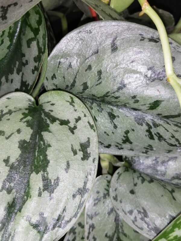 Scindapsus Silver Lady pianta giovane, foto 2