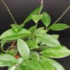 Hoya Green Ghost, pianta da interno