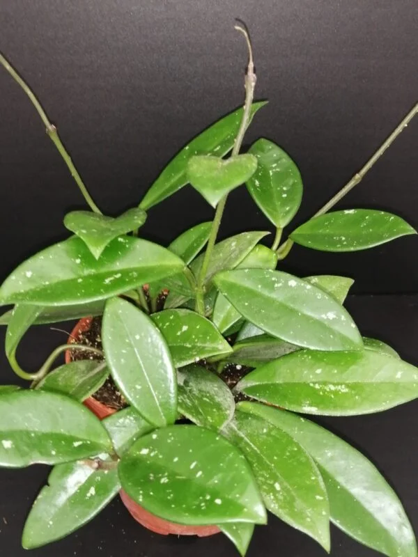Hoya Green Ghost, pianta da interno