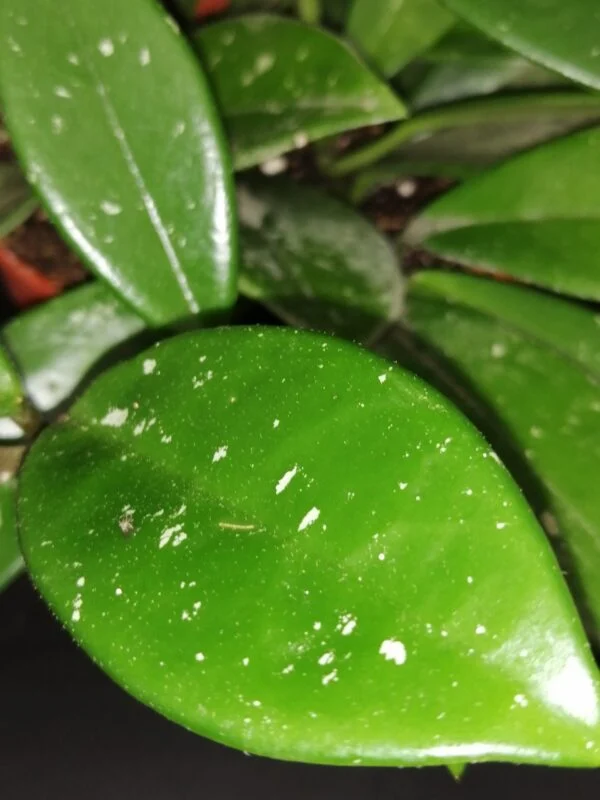Hoya Green Ghost, foto 2