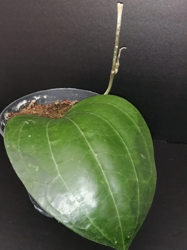 Hoya latifolia, pianta da interno