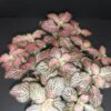 Fittonia sp, Pink, pianta da interno