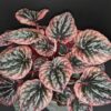 Peperomia caperata Abricos, pianta da interno