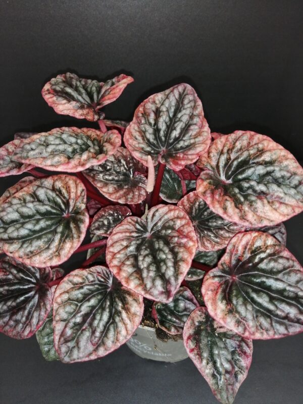 Peperomia caperata Abricos, pianta da interno