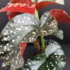 Begonia Cracklin Rosie, pianta da interno