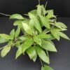 Hoya memoria, pianta da interno