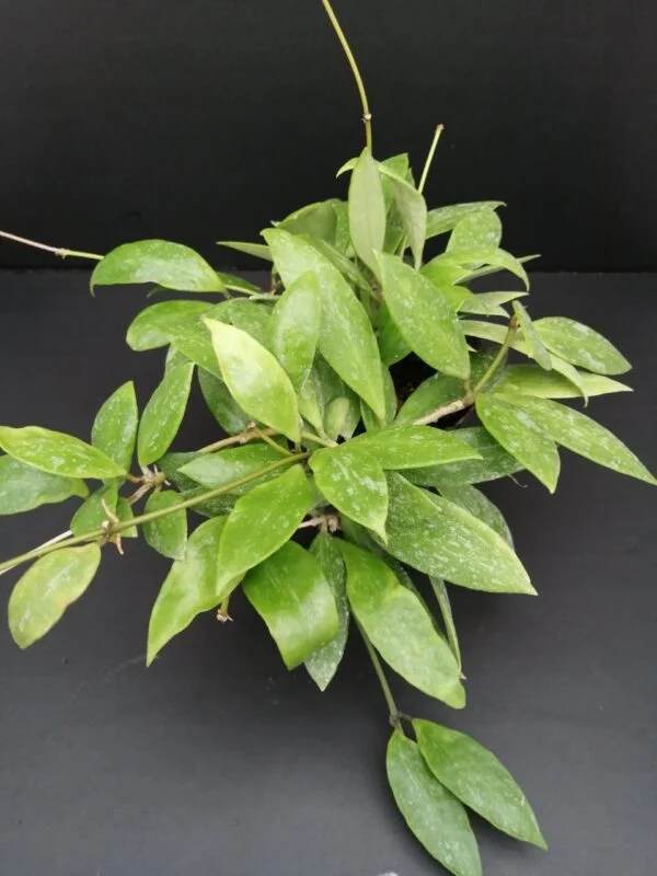 Hoya memoria, pianta da interno