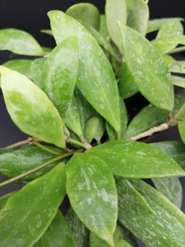 Hoya memoria, foto 3