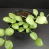 Hoya brevialata pianta giovane, pianta da interno