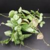 Dischidia ovata, Watermelon Dischidia, pianta da interno