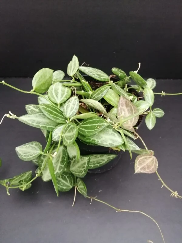 Dischidia ovata, Watermelon Dischidia, pianta da interno