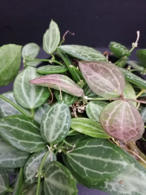 Dischidia ovata, Watermelon Dischidia, foto 2