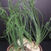 Albuca spiralis, pianta da interno
