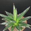 Agave victoriae-reginae, pianta da interno
