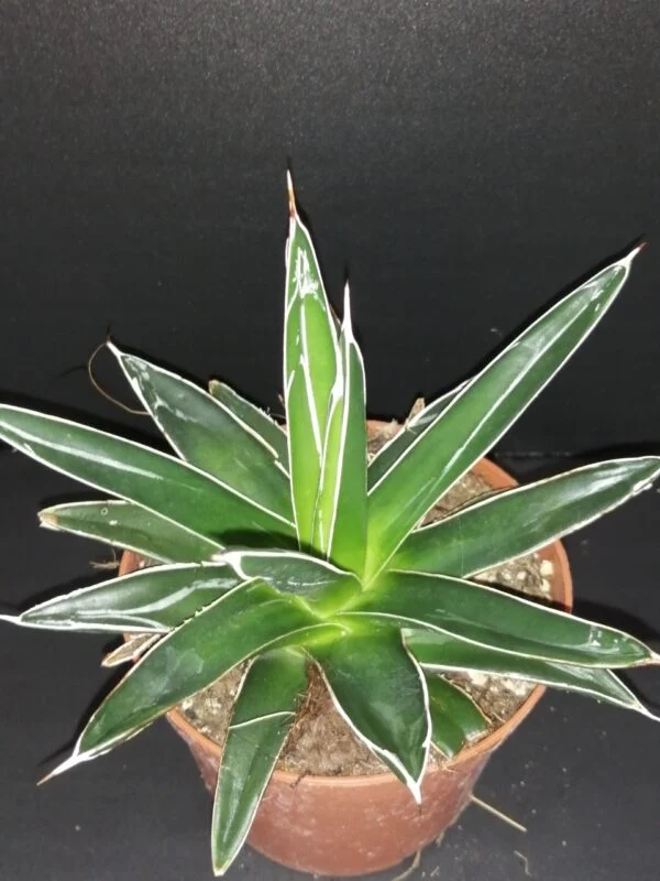Agave victoriae-reginae, pianta da interno