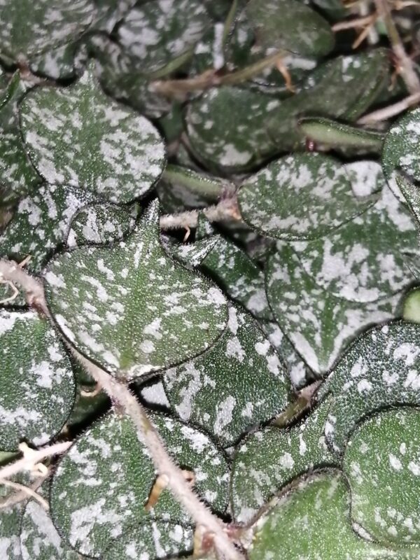 Hoya curtisii, foto 3