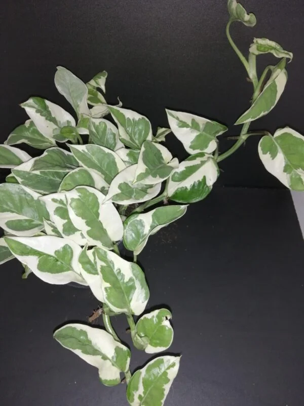 Scindapsus N'Joy, Epipremnum, Potos, foto 2