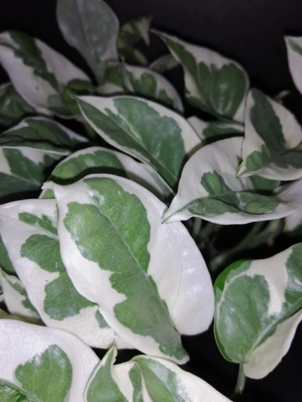 Scindapsus N'Joy, Epipremnum, Potos, foto 3