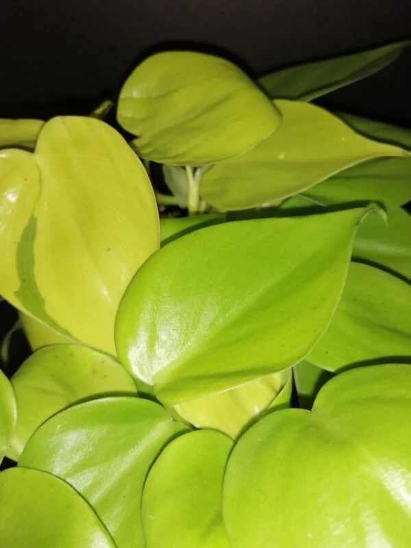 Philodendron scandens Neon Lemon, foto 2