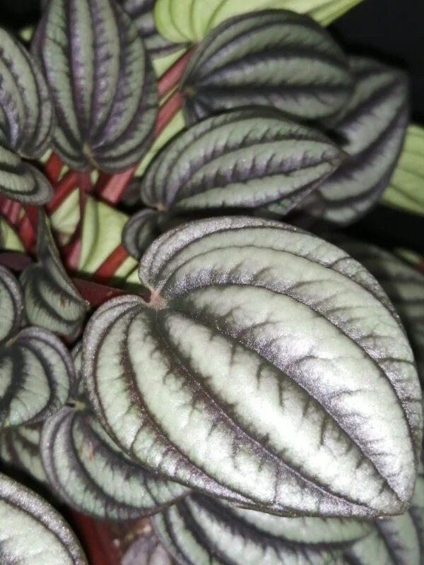 Peperomia 'Piccolo Banda', foto 2