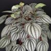 Peperomia 'Piccolo Banda', pianta da interno