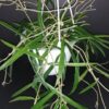 Hoya kentiana, pianta da interno