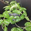 Hoya carnosa Krimson Queen, foto 4