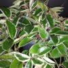 Hoya carnosa Krimson Queen, pianta da interno