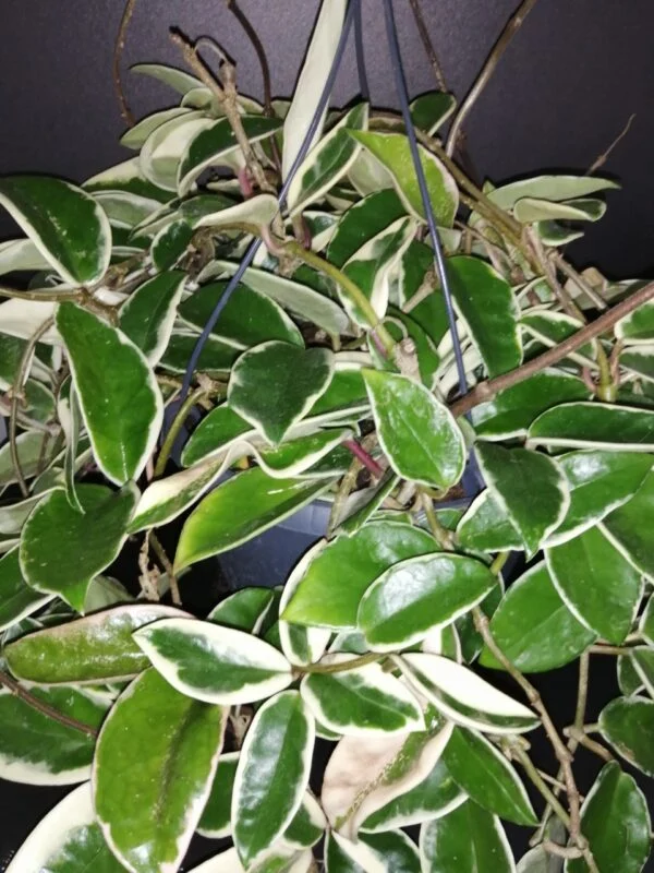 Hoya carnosa Krimson Queen, pianta da interno
