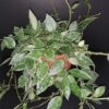 Hoya krohniana Splash, pianta da interno