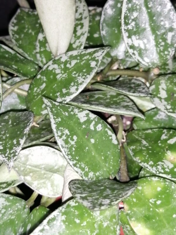 Hoya krohniana Splash, foto 2