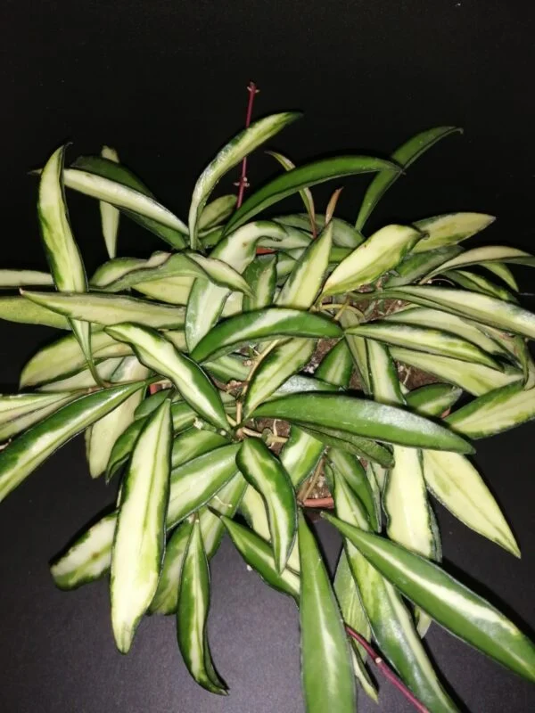 Hoya wayetii tricolor, pianta da interno