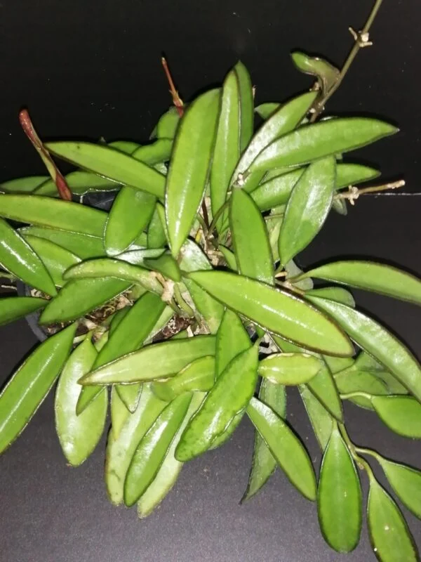 Hoya wayetii, pianta da interno