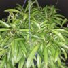 Hoya wayetii, pianta da interno
