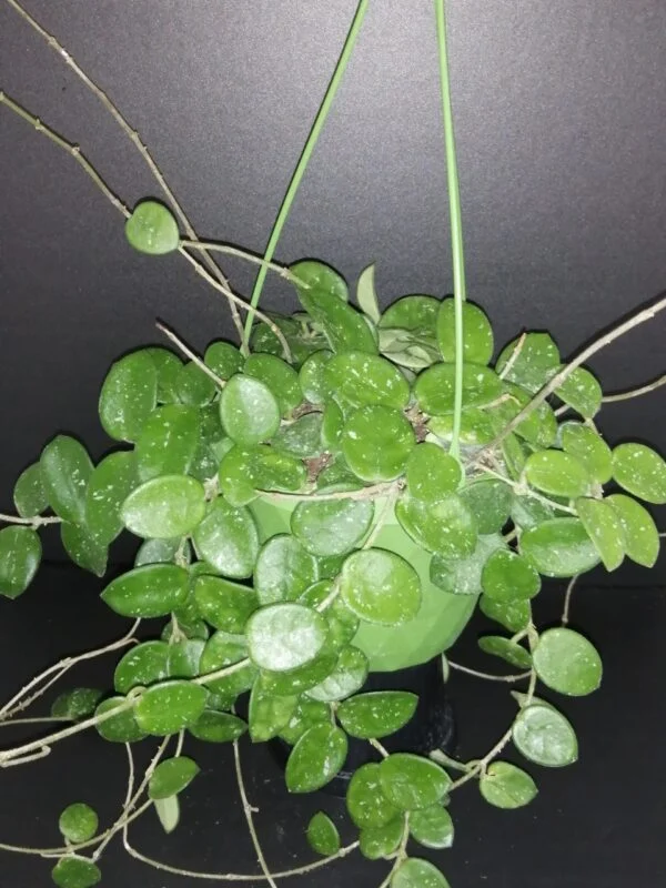 Hoya Mathilde, pianta da interno