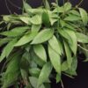Hoya memoria gracilis, pianta da interno