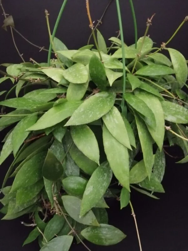 Hoya memoria gracilis, pianta da interno