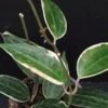 Hoya macrophylla Variegata hoya latifolia variegata, pianta da interno