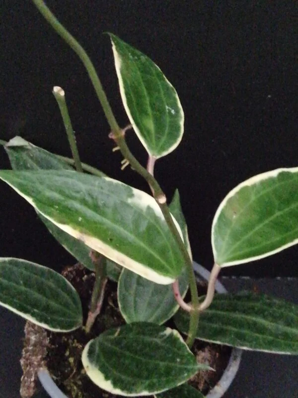 Hoya parasitica Black Edge, foto 6