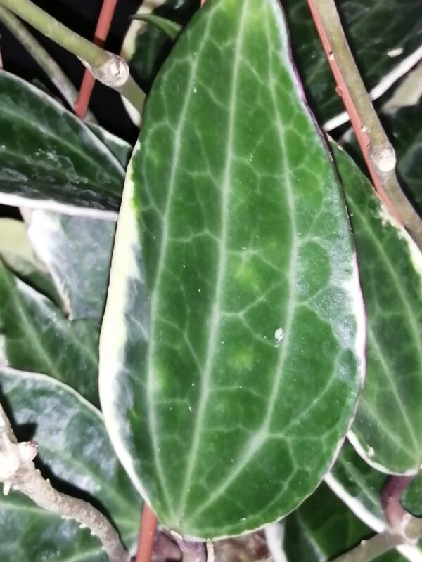 Hoya parasitica Black Edge, foto 7