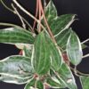 Hoya macrophylla Variegata hoya latifolia variegata, foto 3