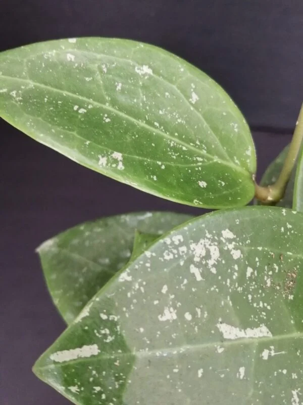Hoya parasitica Splash, foto 2