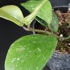 Hoya obovata Splash, pianta da interno