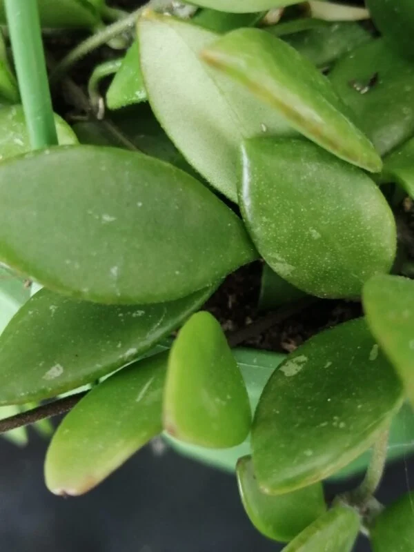 Hoya puber ex Hoya picta, foto 4