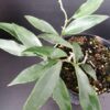 Hoya mirabilis, pianta da interno