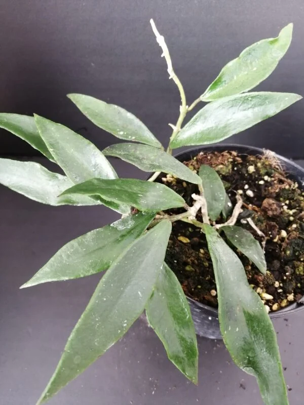 Hoya mirabilis, pianta da interno