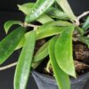 Hoya shepherdii, pianta da interno
