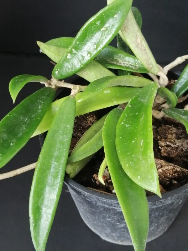 Hoya shepherdii, pianta da interno